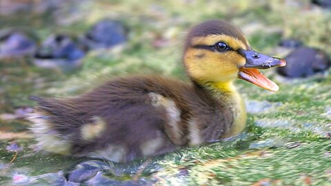 More Mallard Duck Ducklings Foraging at the End of the Moat Pond