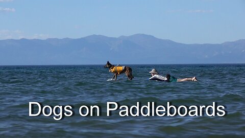 Lake Tahoe Dogs on Paddleboards & Kayaks