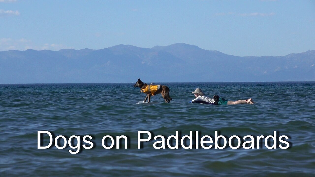 Lake Tahoe Dogs on Paddleboards & Kayaks