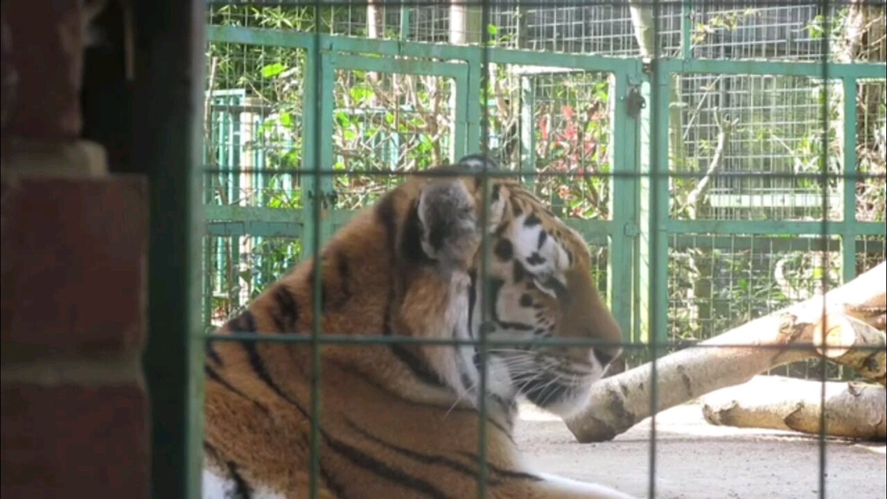 tiger edits and Lion edits