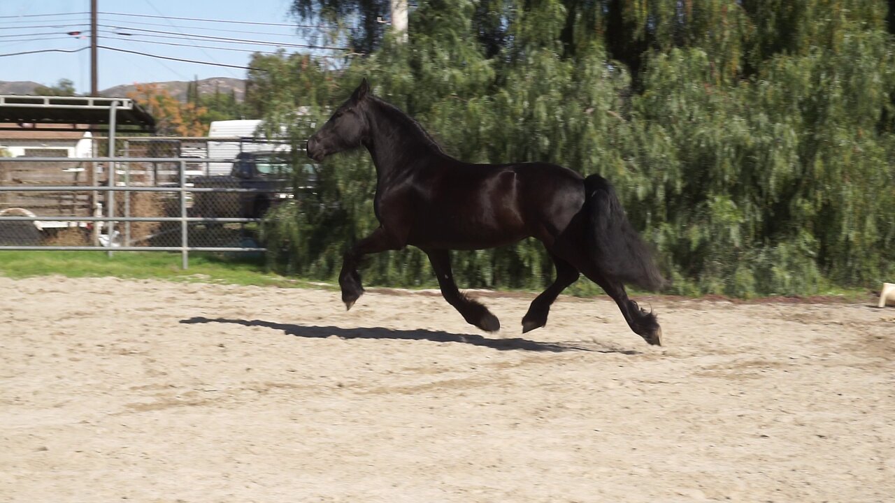 Illyria CK (Born - July 2, 2018) Turnout in the Arena