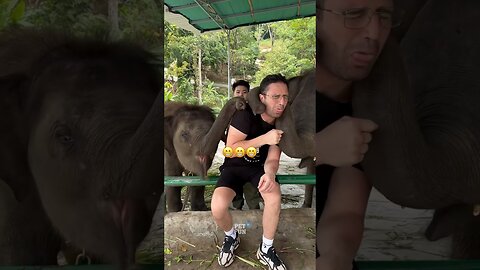 Animals Funny Compilation #funnyanimals #animals #pets #shorts