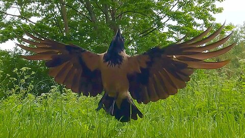 Hooded Crow Jumping for Peanuts