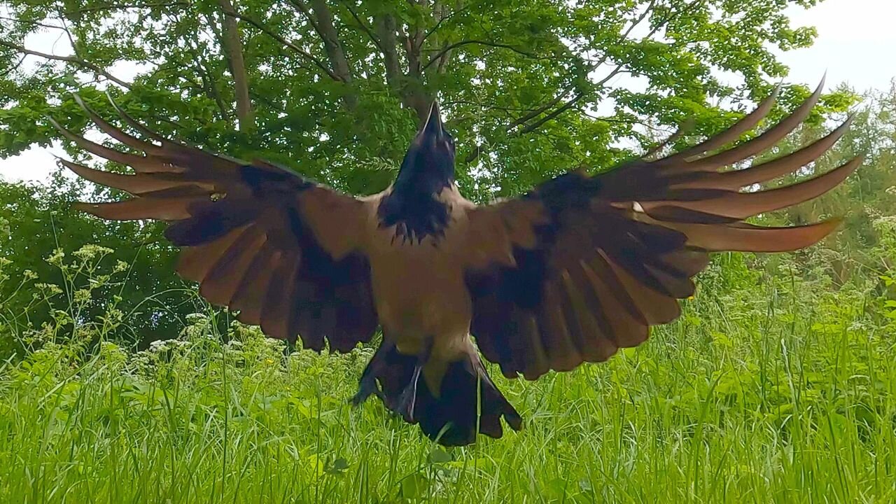 Hooded Crow Jumping for Peanuts