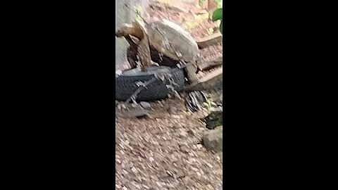 Giant Tortoise