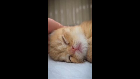 Funny Animals