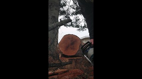 dolmar/makita 6421 ported in oak