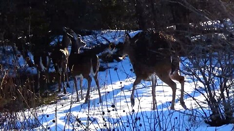 White-tailed deer