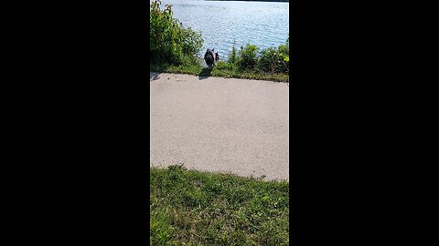 Dagr the Schnauzer goes swimming with Notti