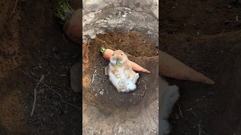 The leisurely little rabbit, cute pet debut plan, rabbit, cute pet