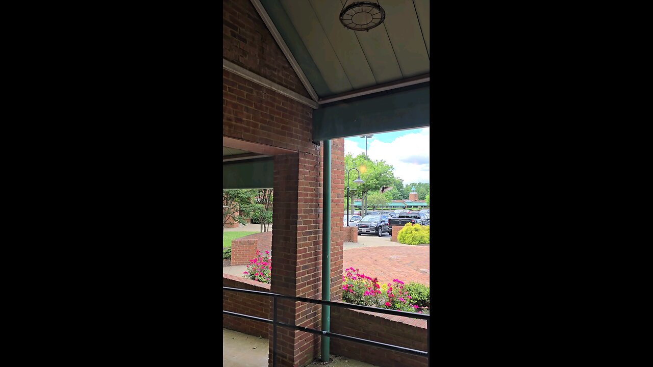 Mama and Baby 🐦 outside of local Pizza Hut