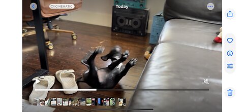 Puppy fail