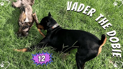 Doggy Playdate 12 🐾 | Doberman & Ryder’s Wild Tail Smacks + Slobber Fest 😂