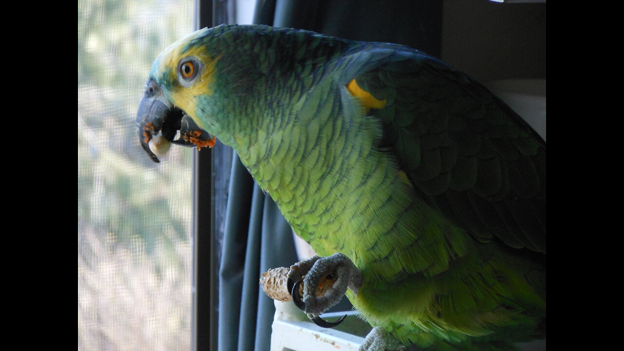 Going for the first live stream