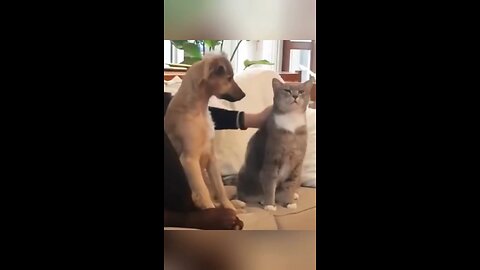 🤣🤣 Funniest cats and dogs moments 2025