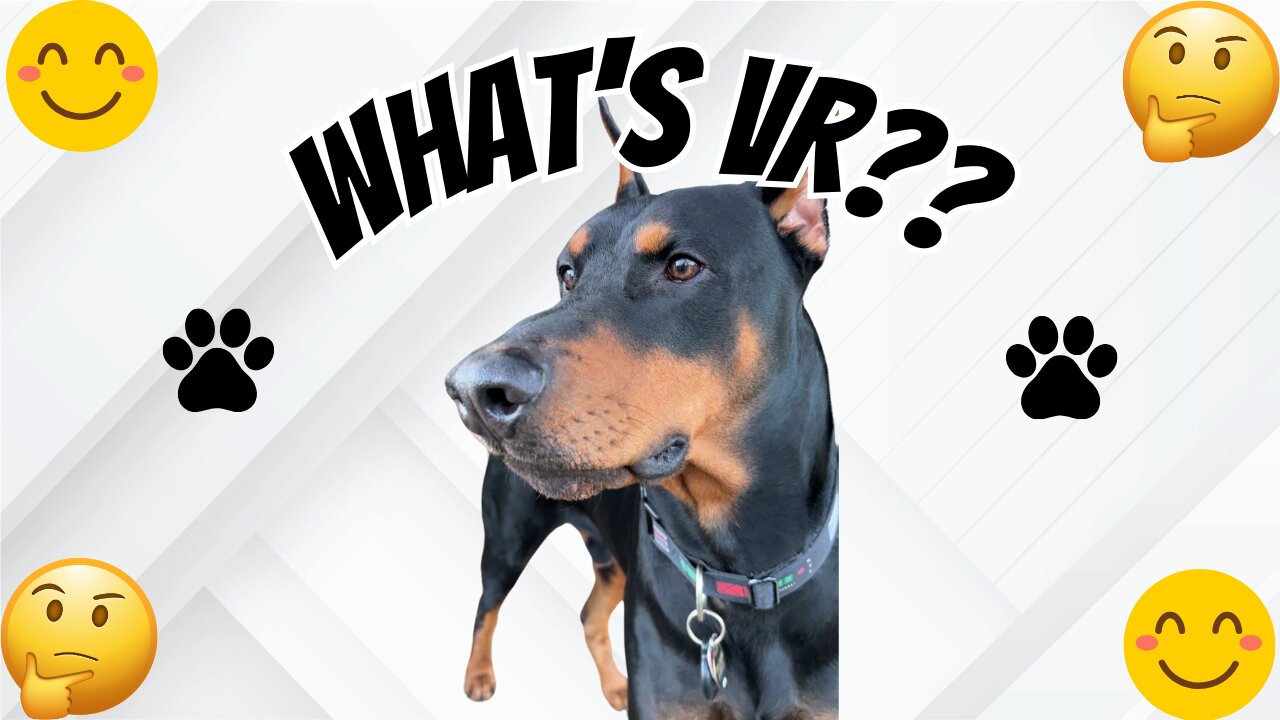 Doberman Plays In A VR World