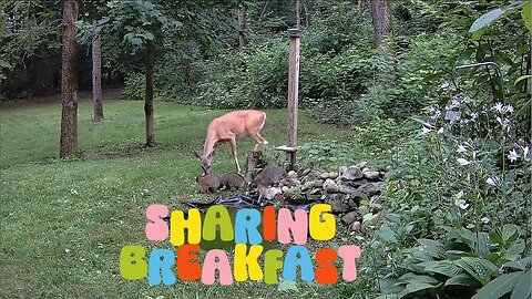 Racoons and a Deer sharing a late breakfast before snooze time!