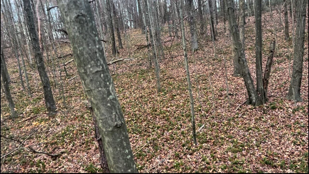 SATURDAY SCREAMS!!!!