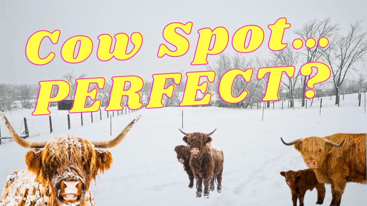 Is This The PERFECT Spot For The COWS?