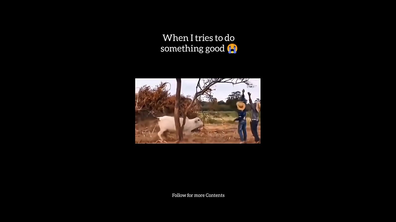 The guy was trying to help the cow, then this happened