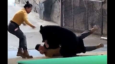 Bear Attacks Trainer in China