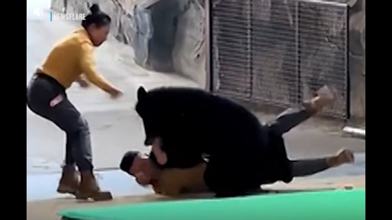 Bear Attacks Trainer in China