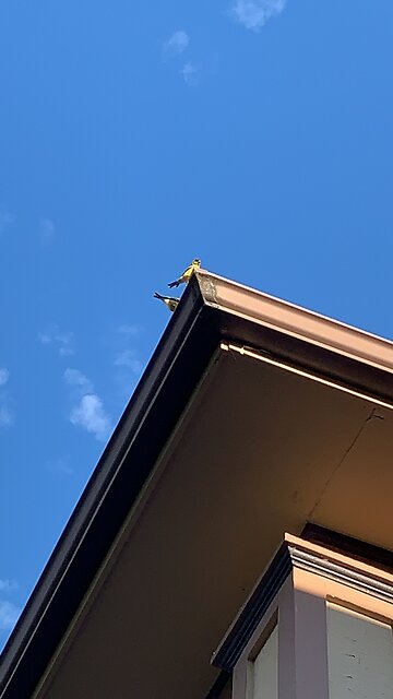 Gutter Birds 3 finding Gold.... Finch