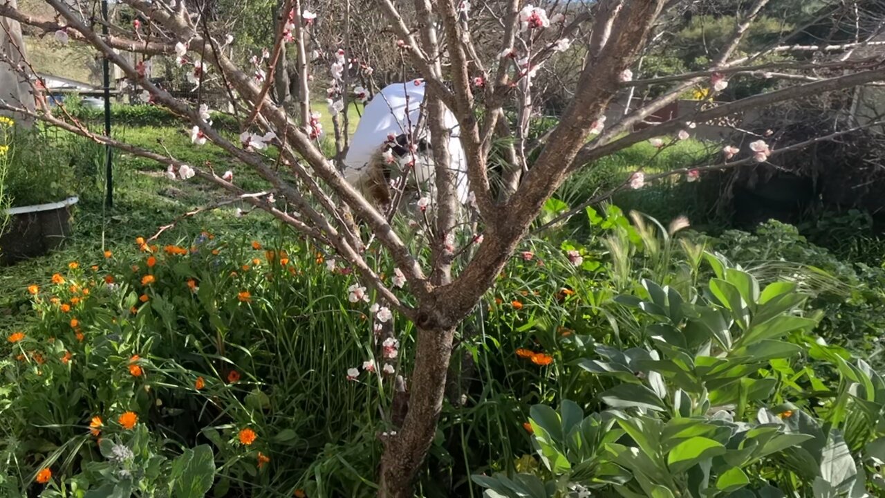 Garden Weeding Timelapse 3-20-25 and Video Quality Check. #garden #spring #weeds #flowers #junk