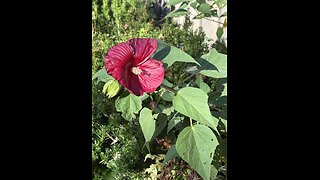 God is good all the time 1484: Season of Expectations