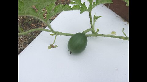 Black Diamond Watermelons Forming 6/19/25