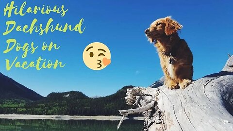Playful & Cutest Funny Dachshund Dogs on Vacation | Hilarious Holiday Try Not To Laugh Videos