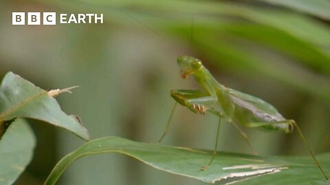 Bug Catching Isn't as Easy as You’d Think | Bill Bailey’s Jungle Hero | BBC Earth