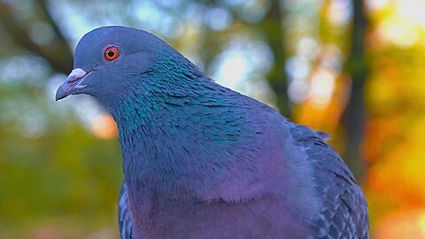 This Pigeon is Disabled, but He is Still the Park Alpha