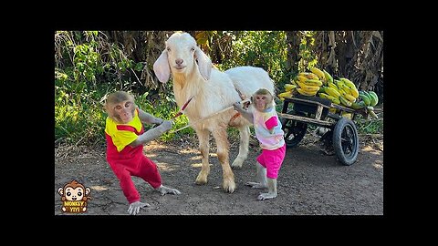 YiYi and YinYin obediently help grandpa take care of friends
