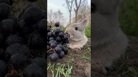 The big-faced rabbit eats grapes and dyes his lips red. Rabbit. Cute pet debut plan. Cute pet.