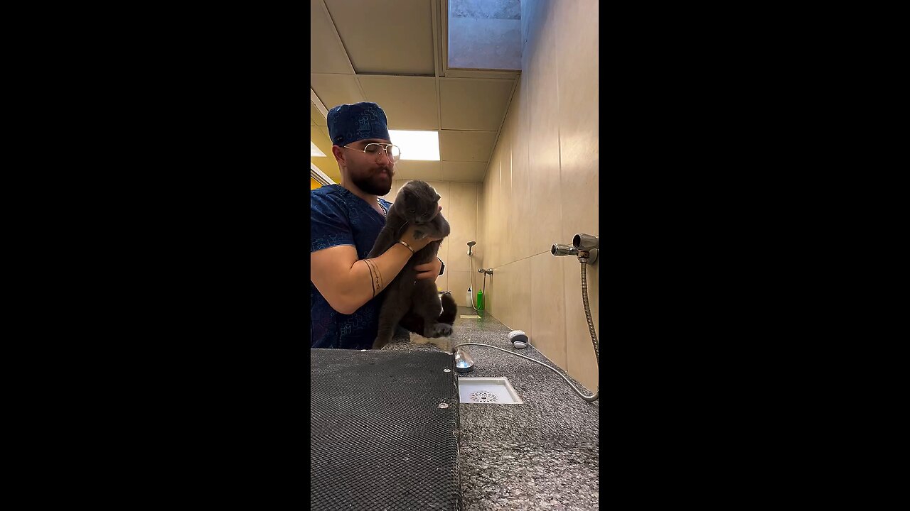 Funny cat loves to get shower #kitty #kitten #shower #cat