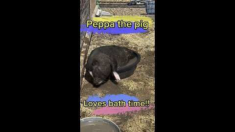 Can pigs swim? Bath time for Peppa.