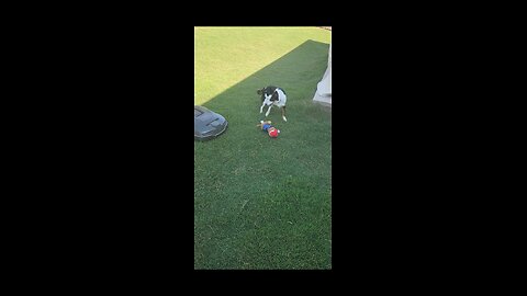 Dog toy verses Automower