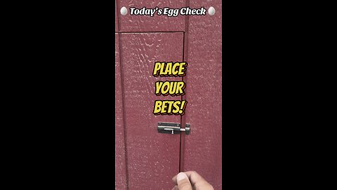 🥚 Today’s 🐔 Egg Check! 🥚 #shorts