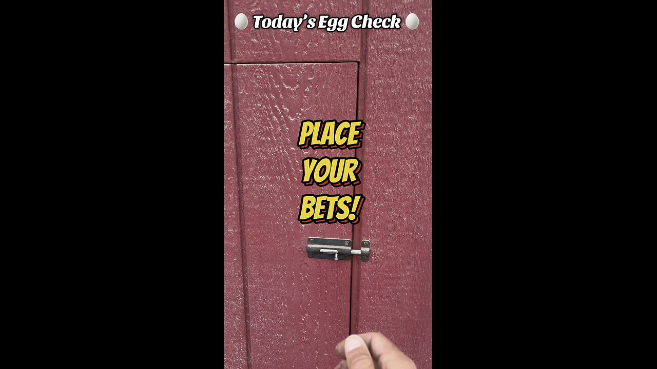 🥚 Today’s 🐔 Egg Check! 🥚 #shorts