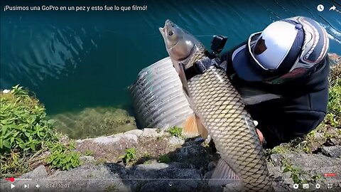 GOPRO ON A FISH GOES VIRAL + 2.8 views