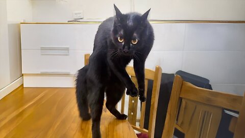 Funniest Cats and Dogs Clips 2025😼🐶Try Not To Laugh😜