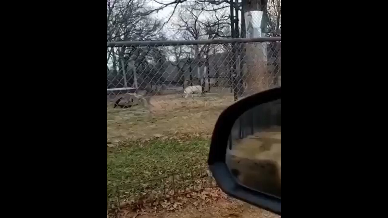 Happy donkey