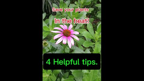 4 tips to save your plants.