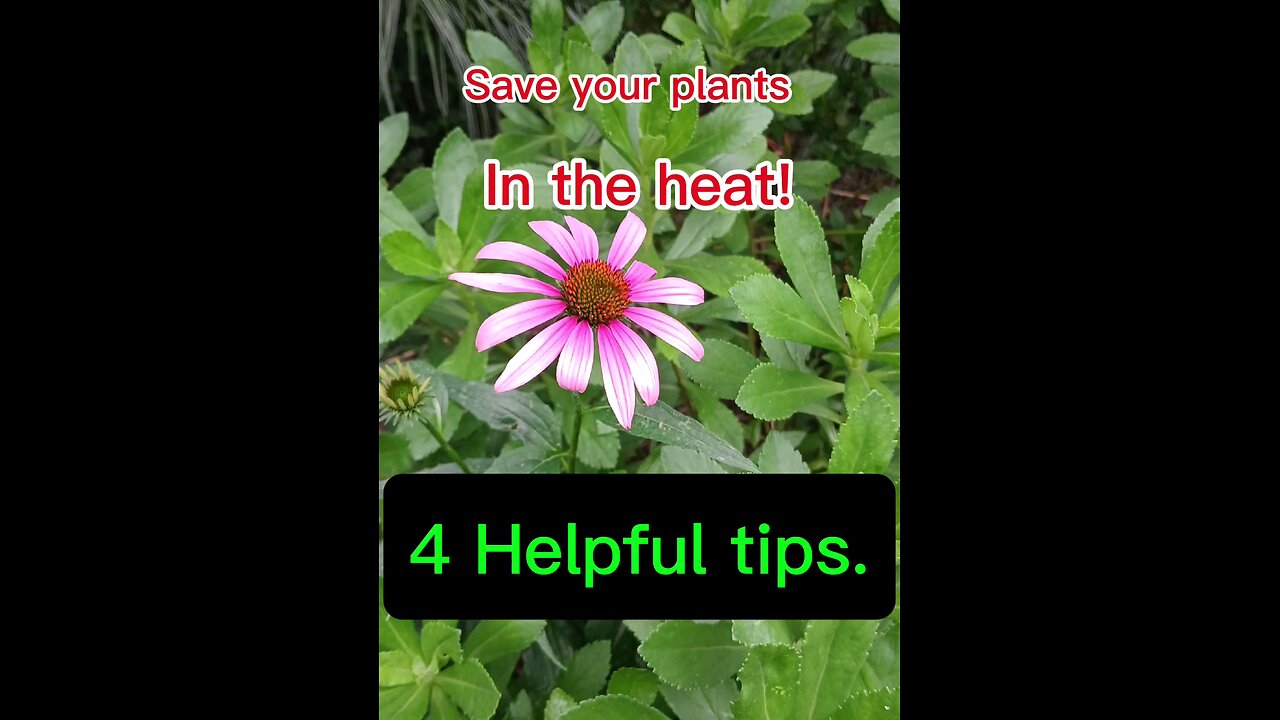 4 tips to save your plants.