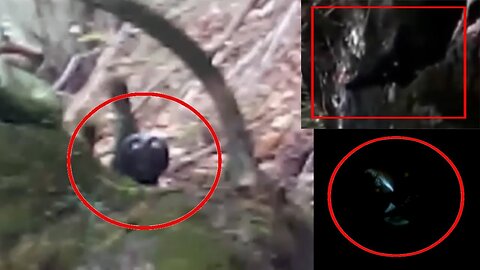 5 Mysterious Creatures caught on camera | Most scary videos
