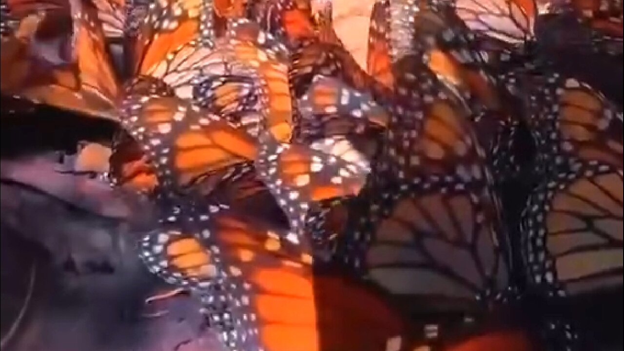 LEARNING FROM ADVERSITY - DAILY DEVOTIONAL ❤️