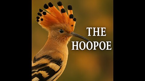 Information about : Hoopoe bird " الهدهد ... سفير الحكمة في مملكة الطيور "