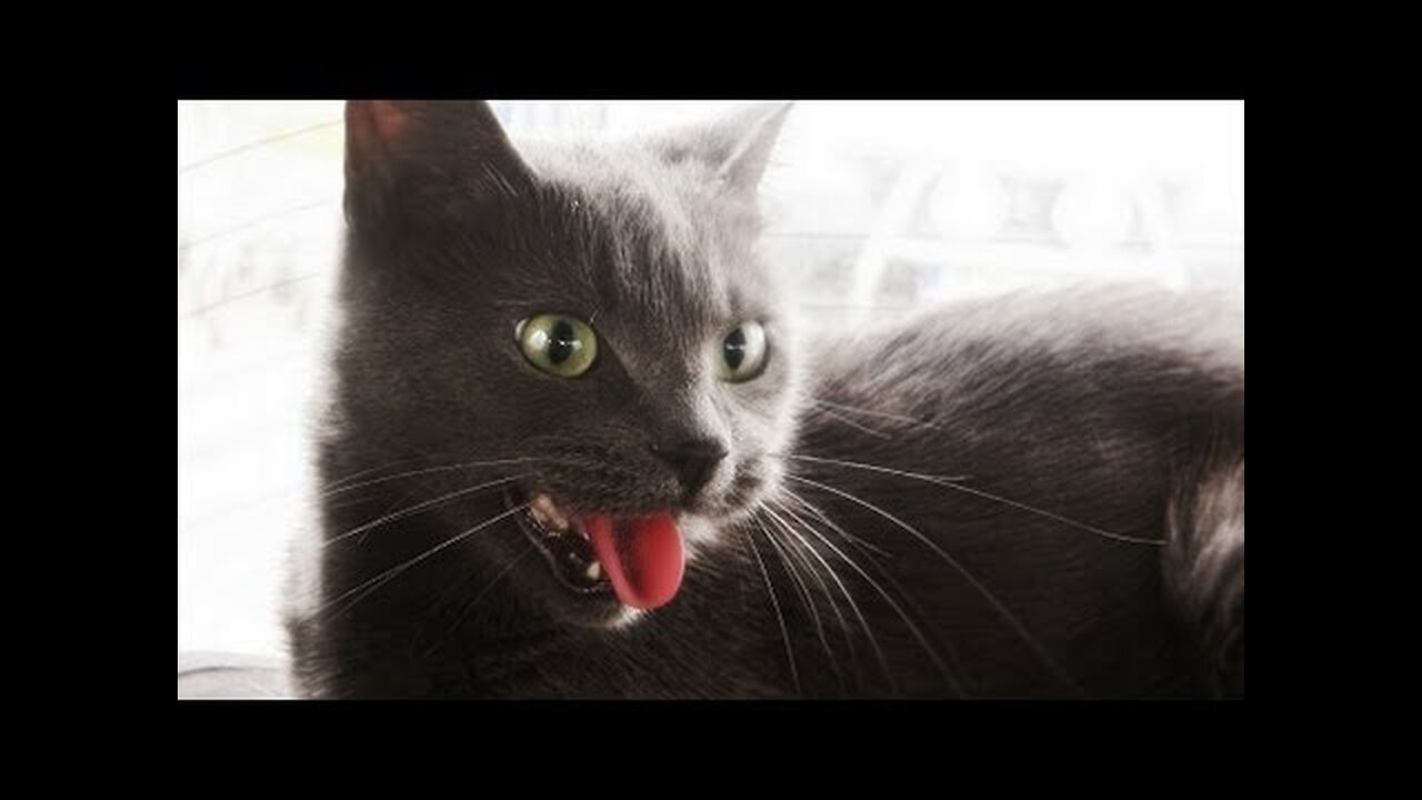 Cats acting like dogs - Funny and cute cat compilation