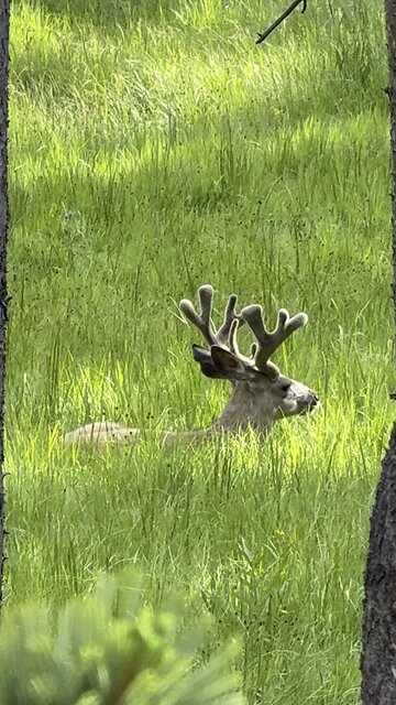 Elk Just Chilling in Yellowstone